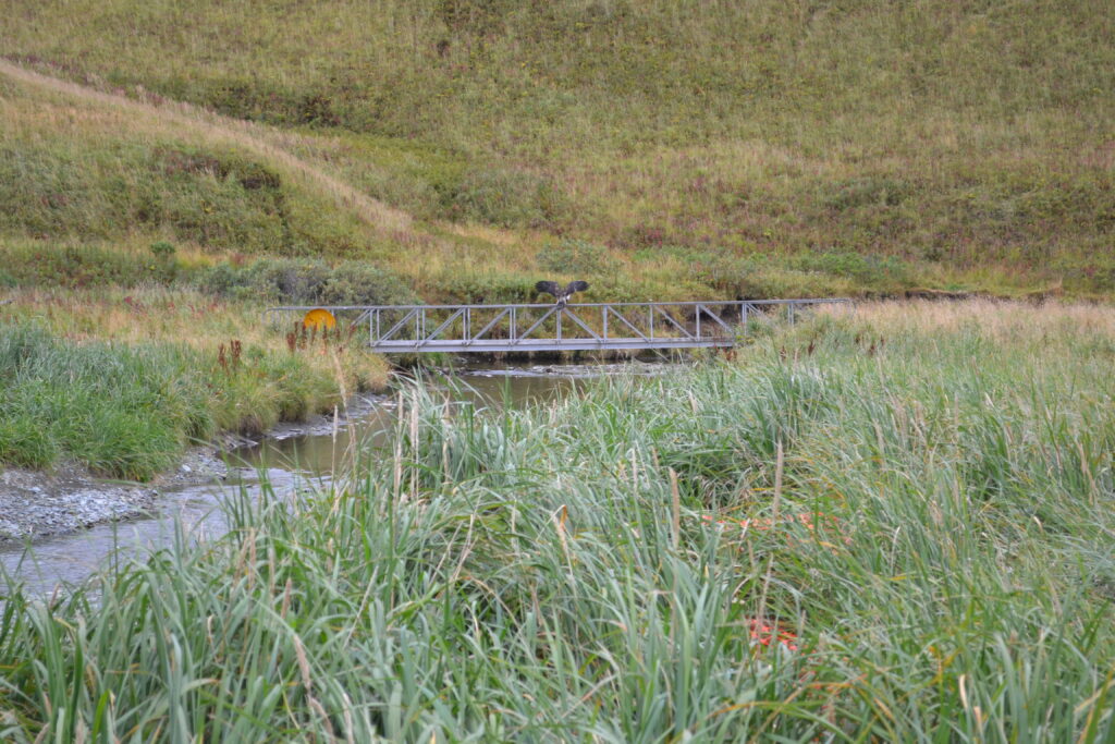 Eagle with deployed wings on a bridge over river
