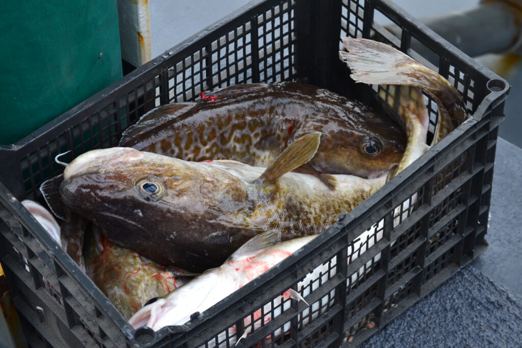 Cod fishes in a plastic basket