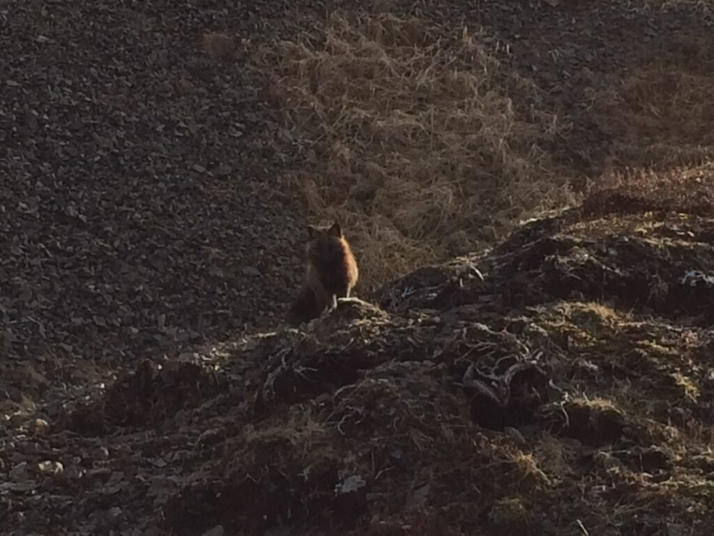 Fox silhouette sitting on a hill in Unalaska/Dutch Harbor