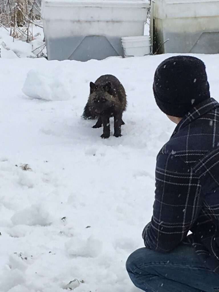 Black fox approaches a man in the snow in Unalaska/Dutch Harbor