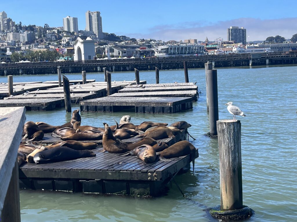 Sea lions lie on a floating dock in a harbor with buildings in a background