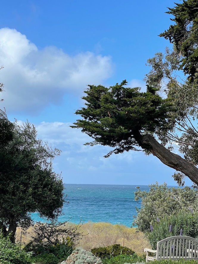 View of the Pacific Ocean in the background framed by cypress trees in the foreground with a small wooden bench at the bottom and purple flowers nearby