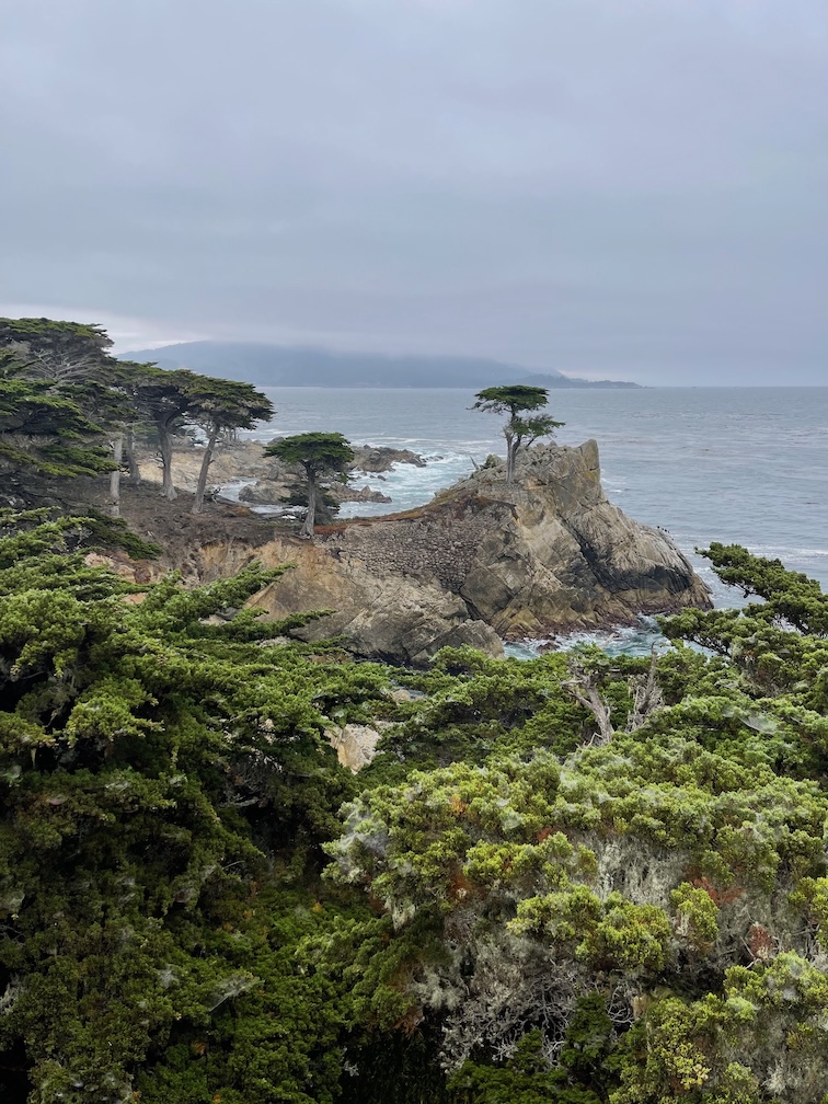 The lone cypress on the rocks along California coast with lots of cypress trees in the foreground