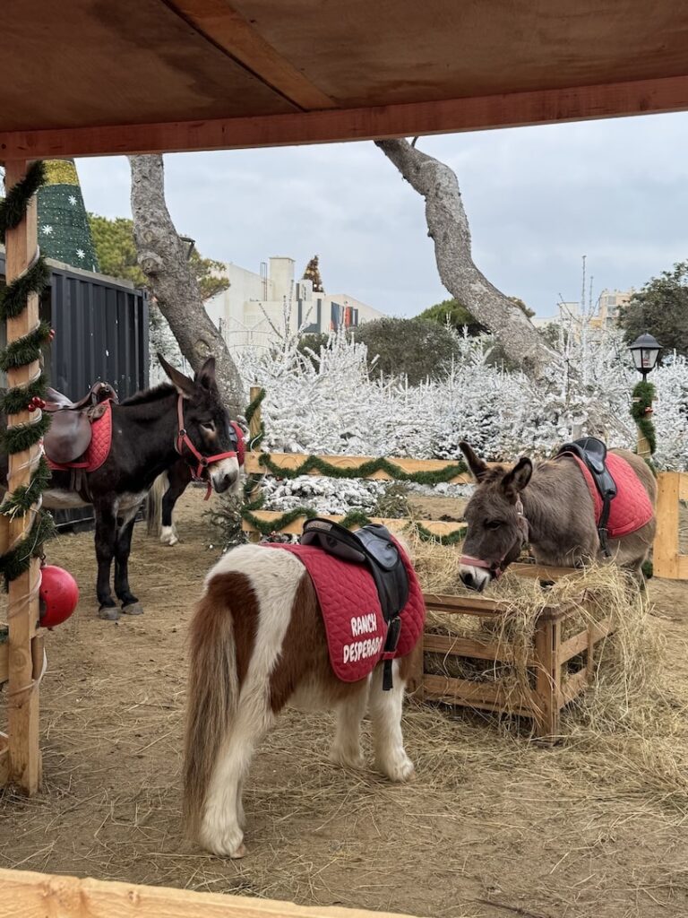 Donkey eating hay from a wooden bucket with red saddles on their backs ready to give rides to children