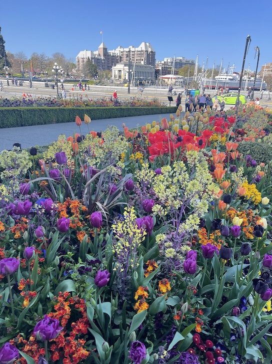 A patch of tulips of all colors and sizes planted in Victoria, BC with the Grand Pacific Hotel in the background