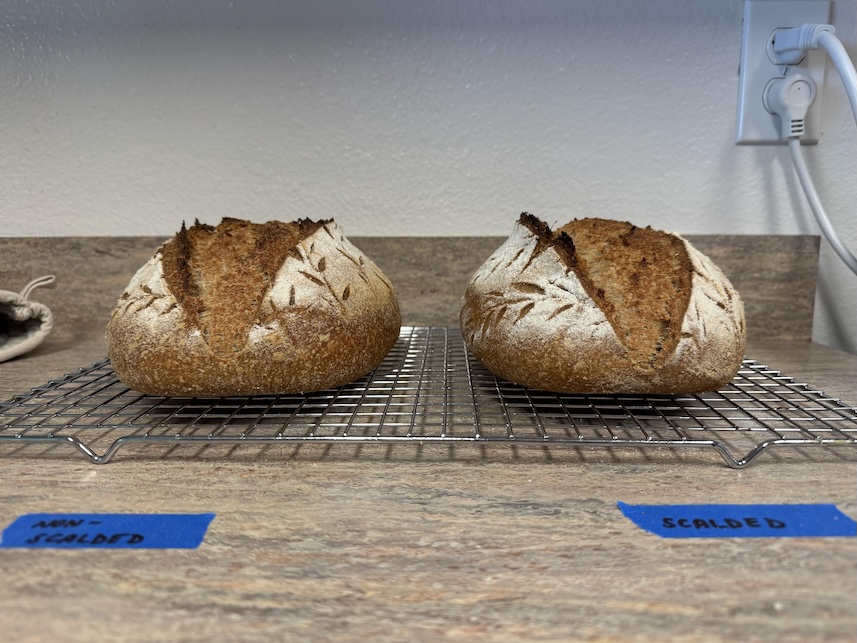 Two whole wheat sourdough bread loaves on a cooling rack sitting on a counter side by side. They have a wheat stalk design across the top and in front of either loaves is painters tape indicating one is baked using scalded dough and the other one is non-scalded.