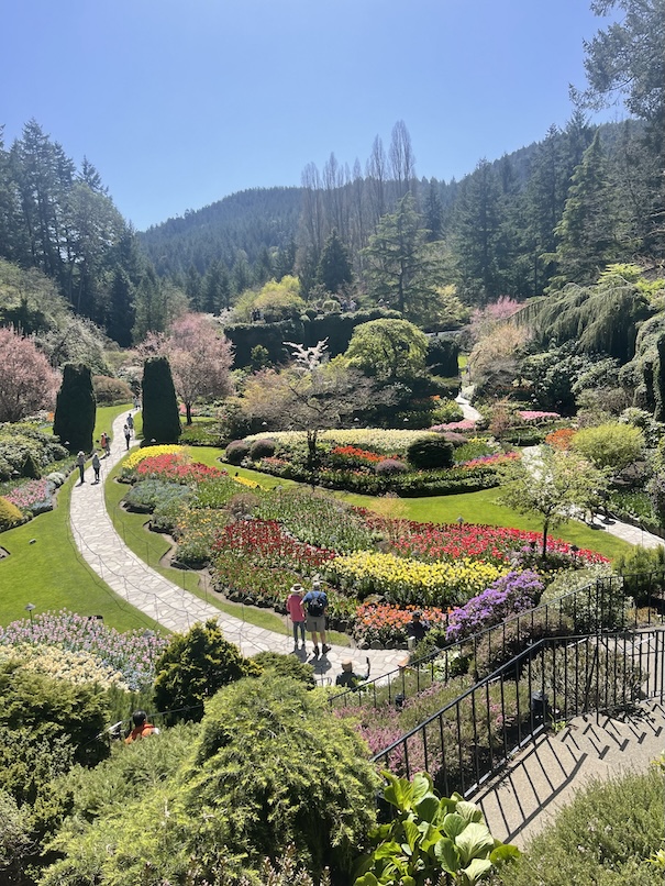 A sweeping view of the Sunken Garden at The Butchart Gardens during tulip season. Vibrant tulips in red, pink, yellow, and purple fill the terraced flower beds, framed by lush green lawns and winding stone pathways. The sunken landscape is surrounded by tall evergreens and flowering trees, with a small stone staircase leading down into the colorful, bowl-like garden. The scene is alive with spring color and natural beauty under a soft, bright sky.