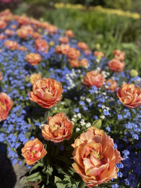 Light orange tulips are plant amongst a bed of small blue flowers in an order and neat fashion