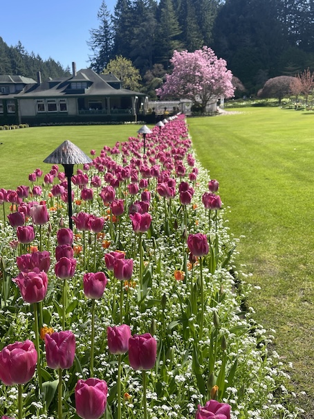A large row of tulips is planted down a lawn leading right to a blooming cherry blossom at the end, on the other side of the cherry blossom tree is a cottage-like building