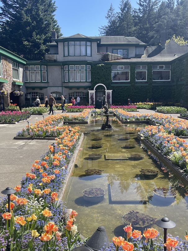 A vibrant view of the Italian Garden at The Butchart Gardens in spring, filled with rows of colorful tulips in full bloom. The neatly manicured flower beds are arranged symmetrically around a central fountain, framed by clipped hedges and a cottage-like restaurant in the back. Bright orange tulips amongst blue and violet flowers create a vivid tapestry under a clear blue sky, evoking a serene, elegant atmosphere.