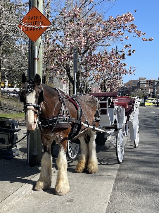 A brown horse with white face and legs is strapped to a carriage that gives people a ride around Victoria, BC, it is standing along the street with a blooming cherry blossom behind it